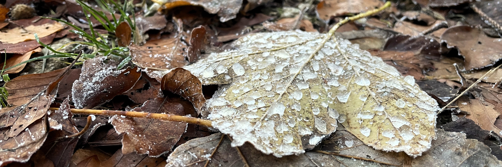 Titelbanner Herbst, Winter Blatt - Foto von Pierre Jeker 29.11.2023 Titelbanner Herbst, Winter Blatt