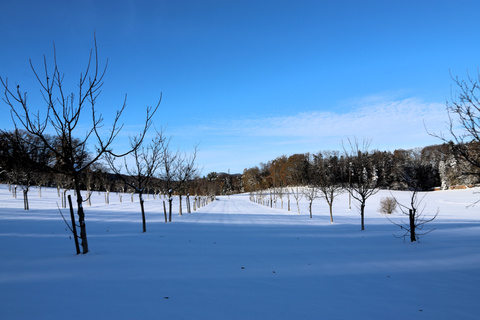 Schnee, Fled, Bäume Schnee, Fled, Bäume