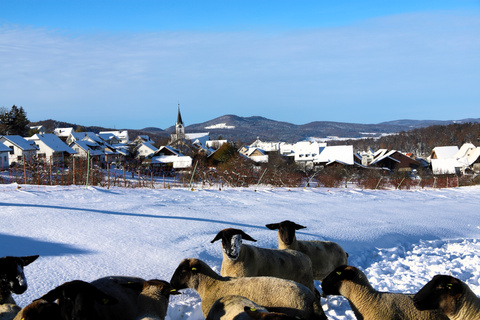 Schnee, Schaf, Metzerlen Schnee, Schaf, Metzerlen
