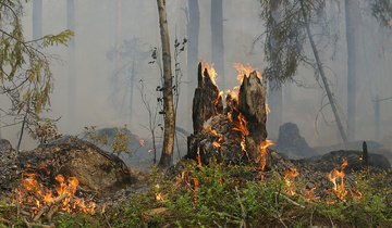 Waldbrand 1 Waldbrand 1